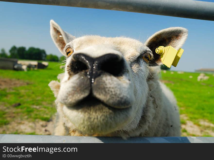 Funny sheep