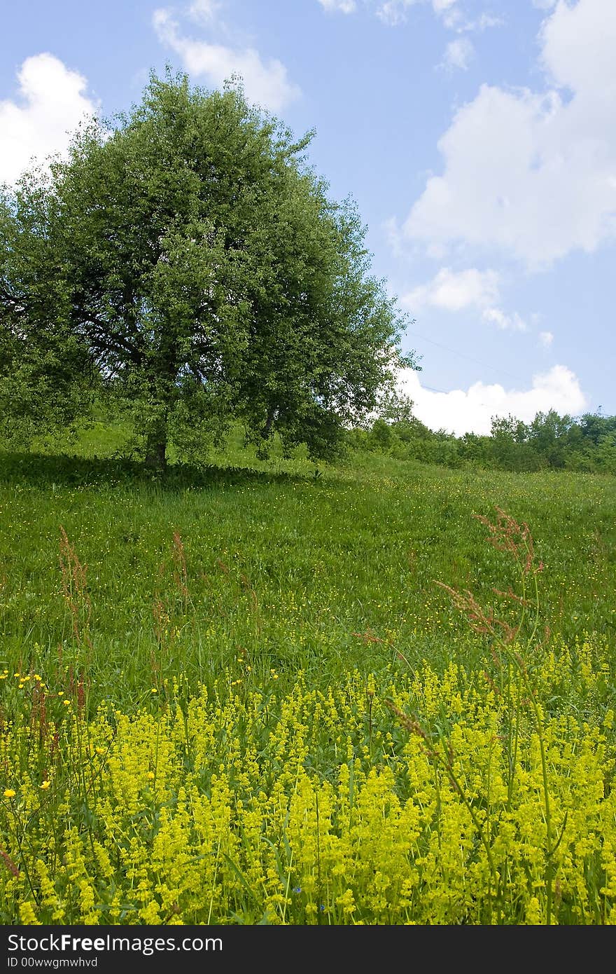 A single tree in the spring at the filed under the blue sky. A single tree in the spring at the filed under the blue sky