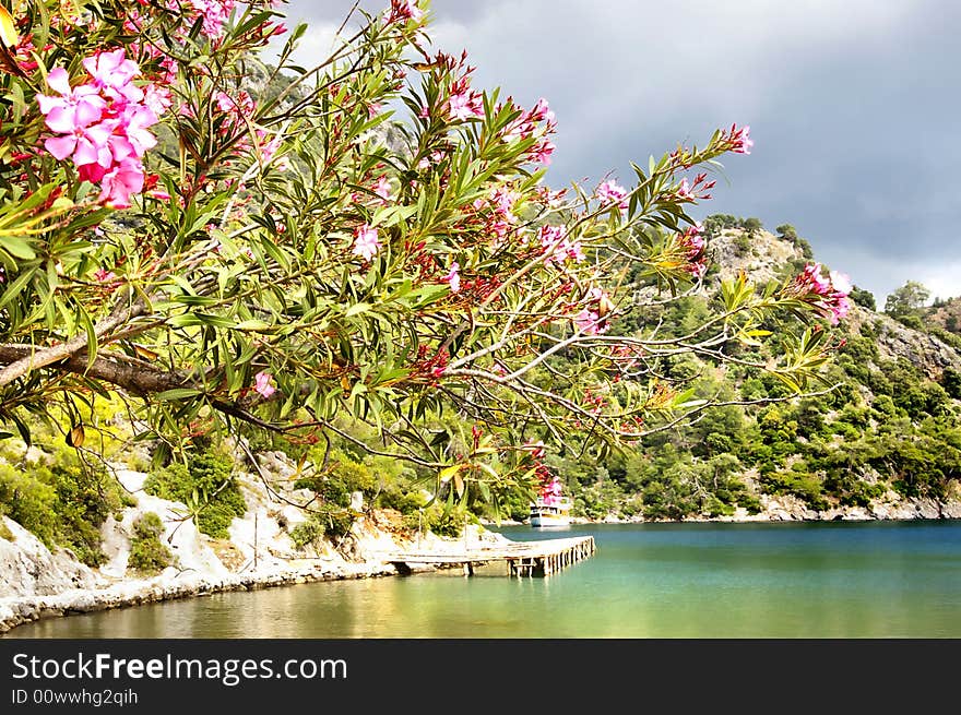 Pictorial scene with blooming trees on the rocky each. Pictorial scene with blooming trees on the rocky each