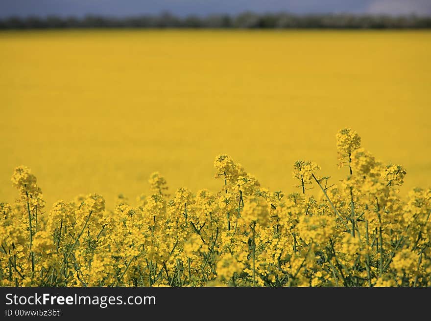 Yellow Field With Upper Strip