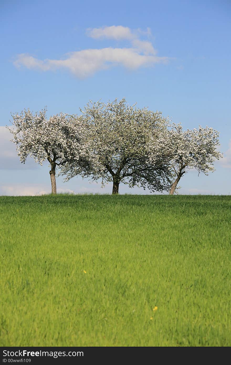 Three blossomy trees on the horizon. Three blossomy trees on the horizon.