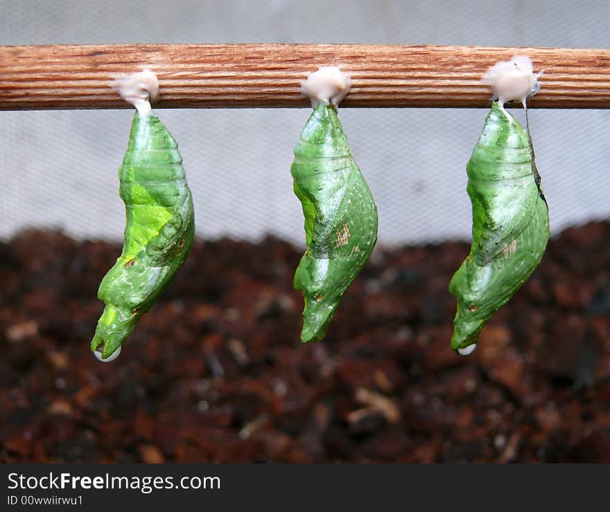 Three chrysalises