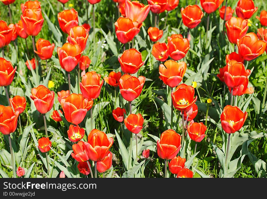 Arrangement of red tulips in sunlight