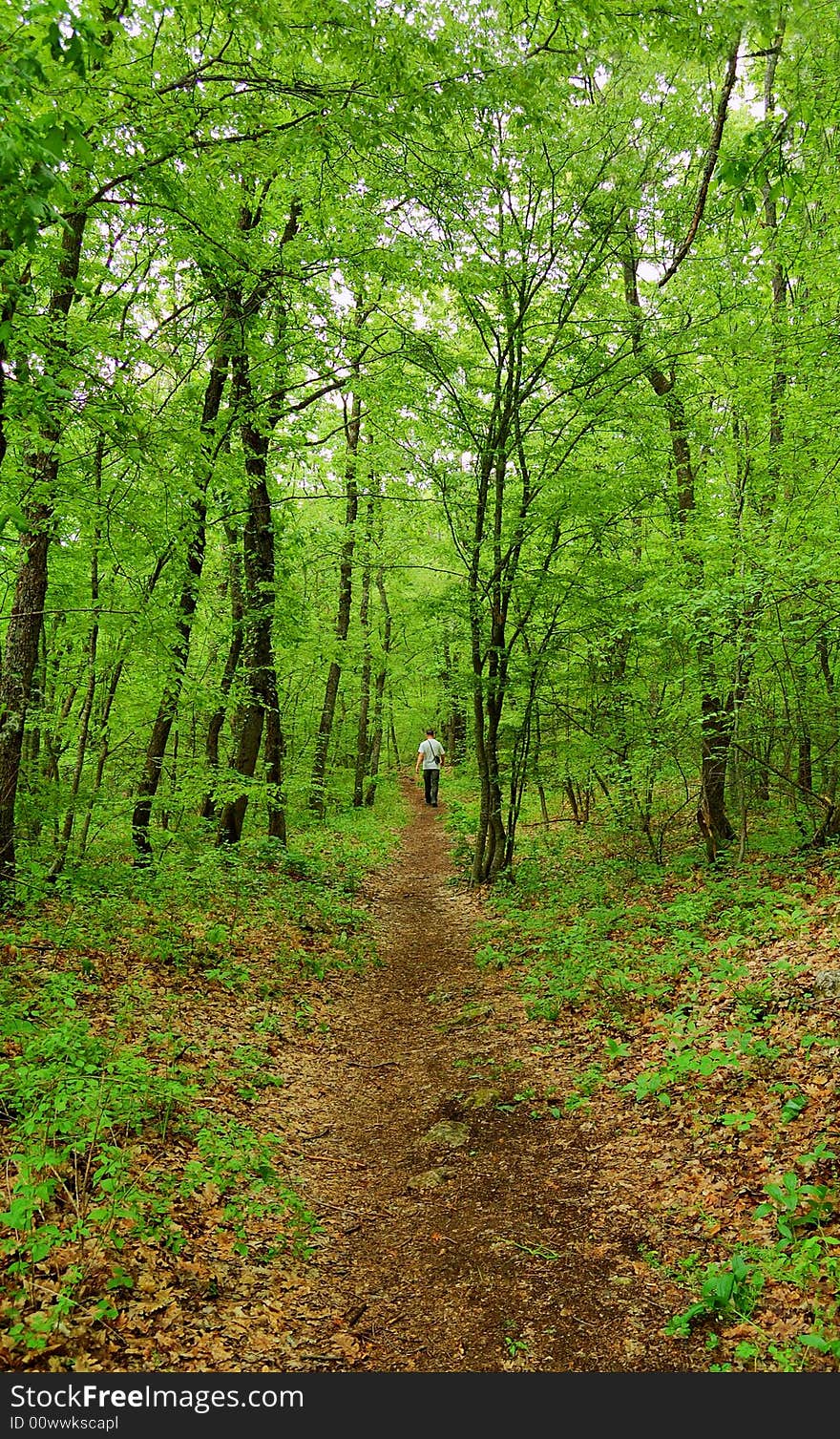 Morning walk in the fresh forest