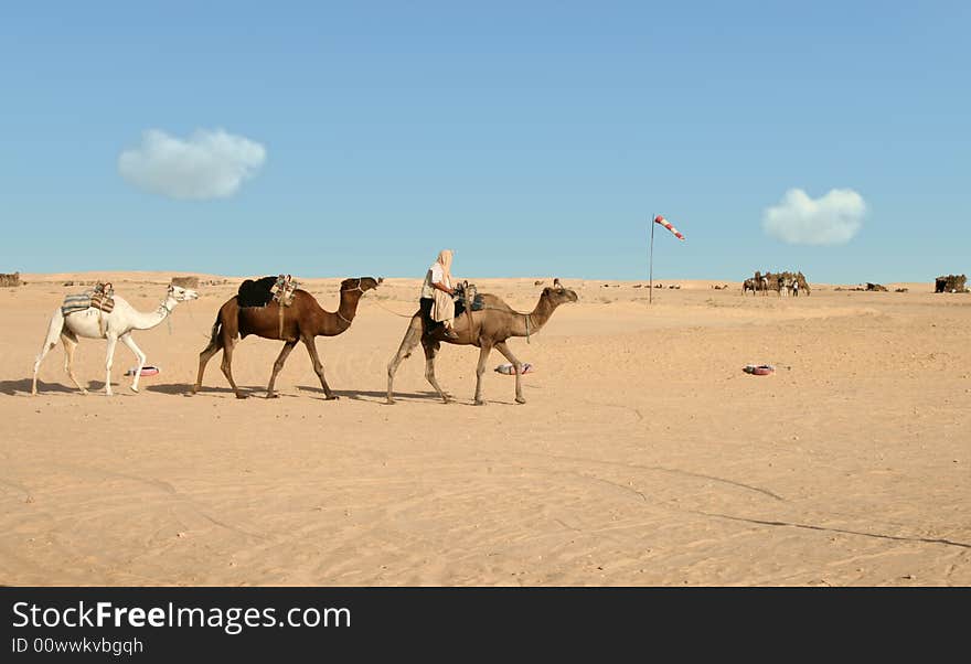 Nomad riding on first of three camels. Nomad riding on first of three camels