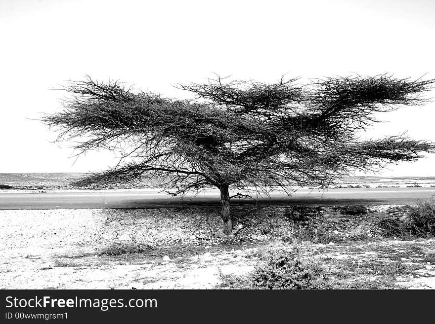 A tree in black and white. A tree in black and white