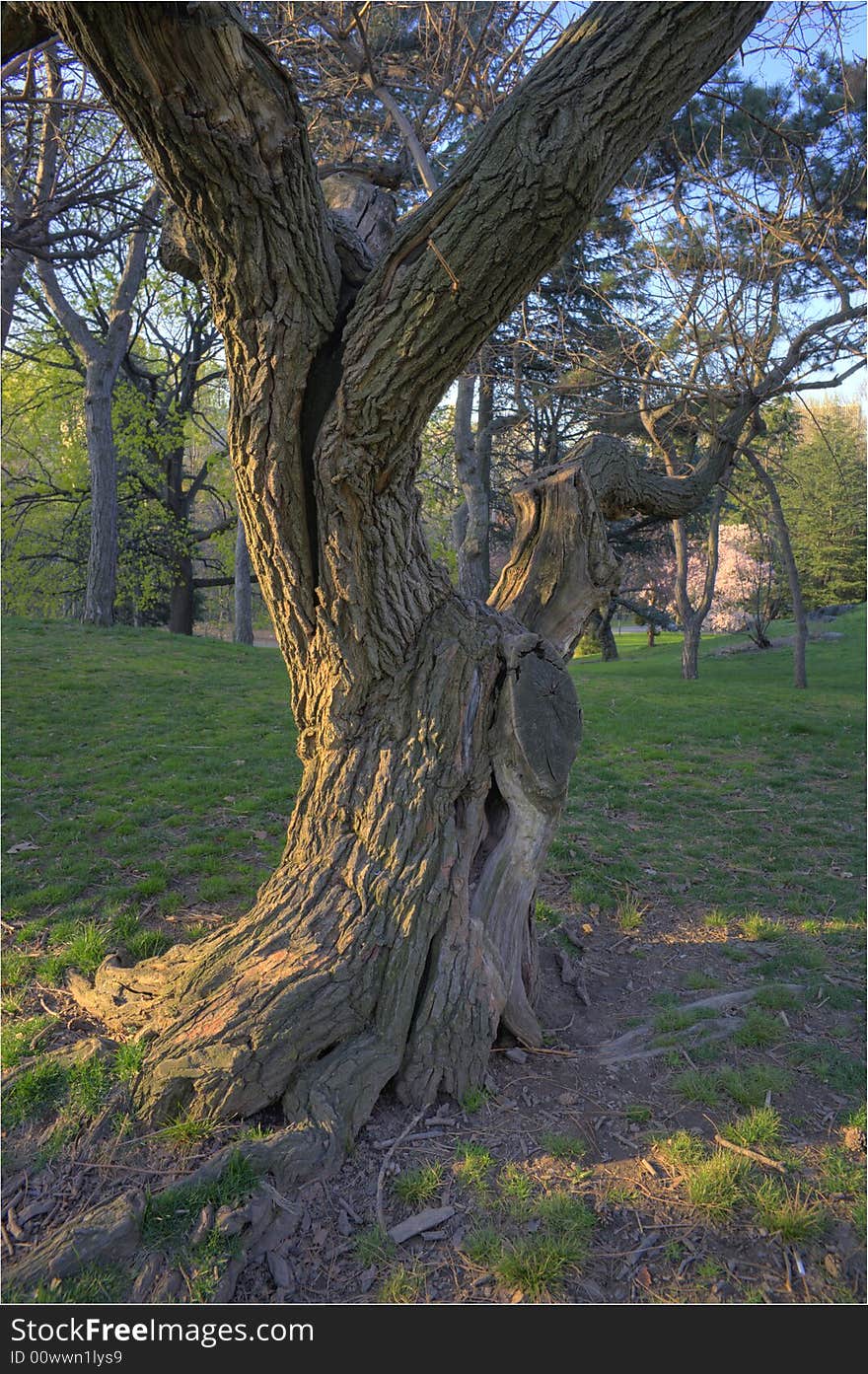 Spring in Central Park