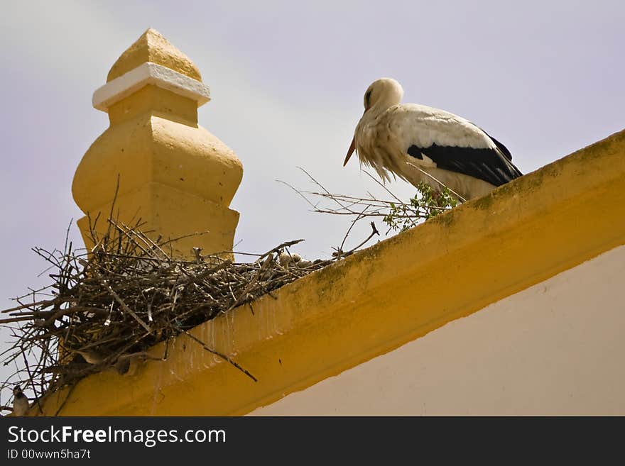 Stork in top of roof