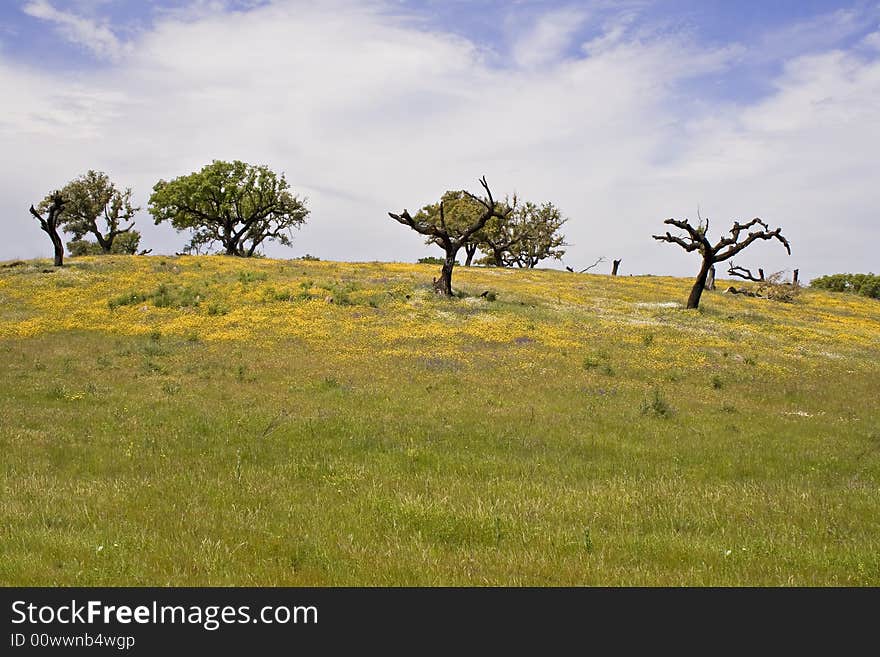 Spring landscape in Alentejo - Portugal