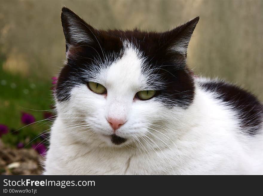 Portrait of beautiful european cat