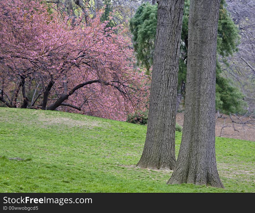 Early spring in Central Park New York City