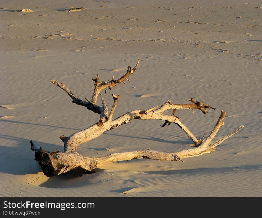 Drifwood washed up onto the sand. Drifwood washed up onto the sand