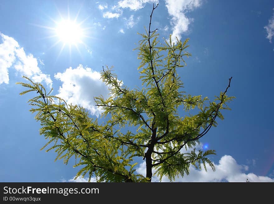 Green tree leaves against the blue sky