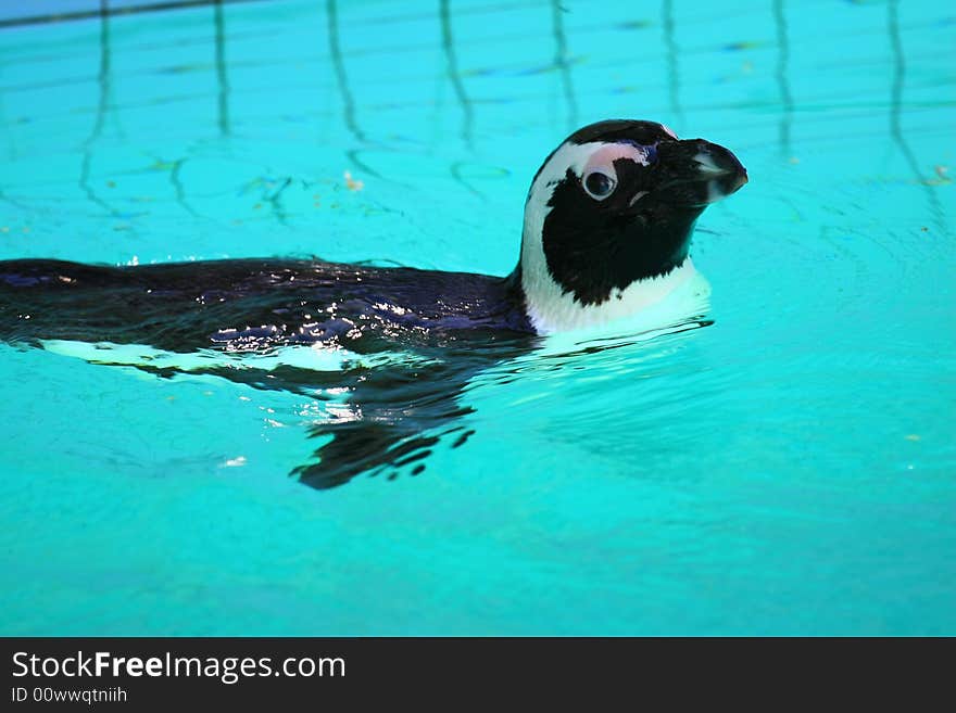 Penguin swimming in blue water