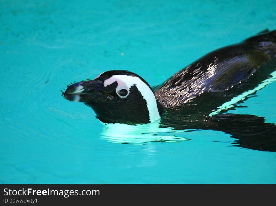 Penguin swimming in blue water