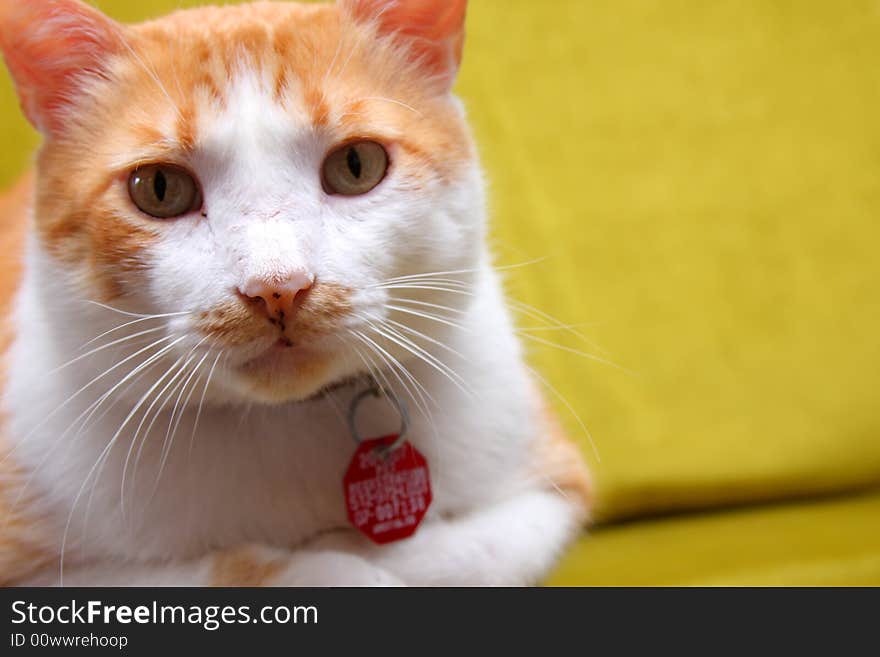 Tabby cat resting on a green sofa chair