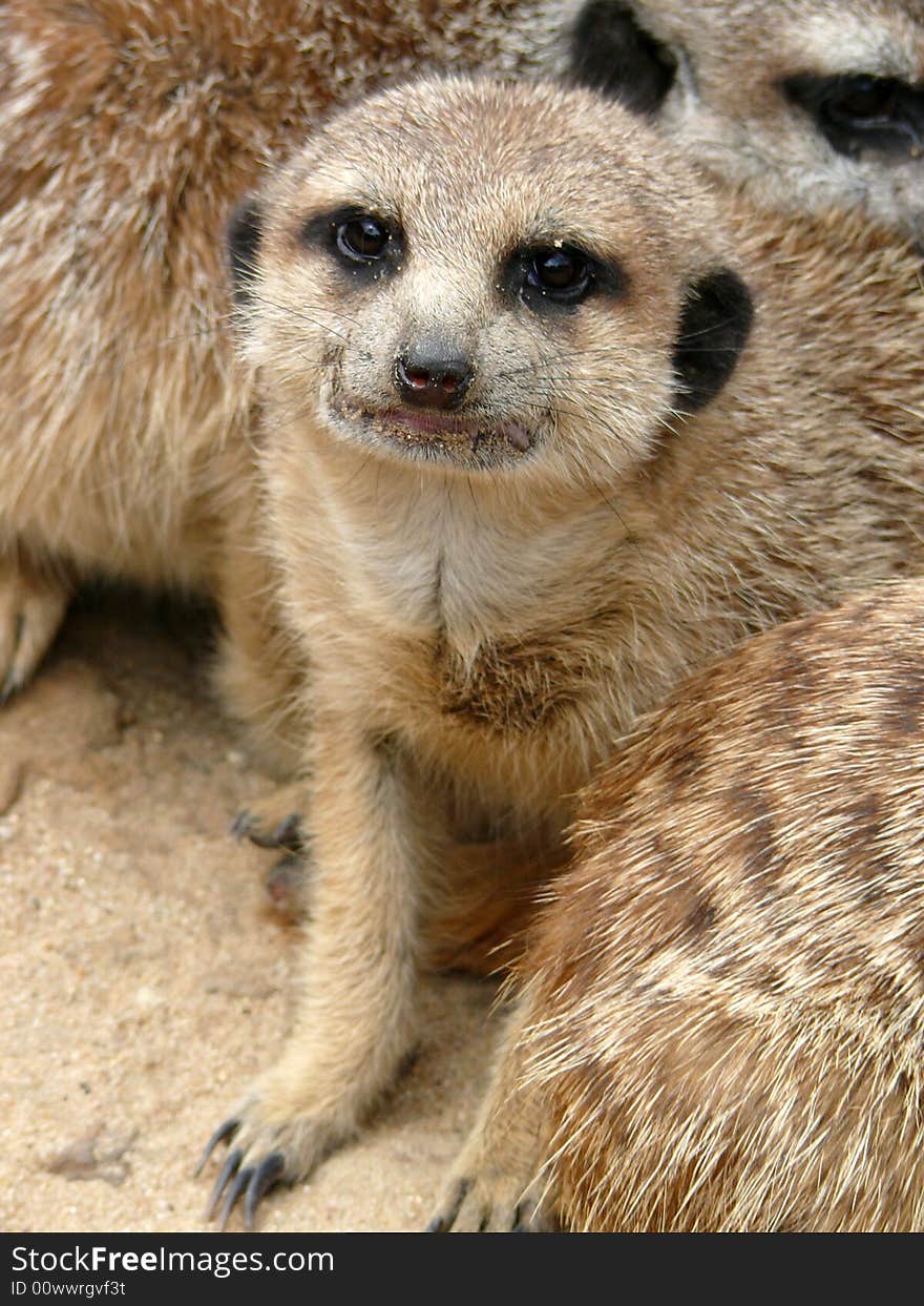 Meerkat - Suricata Suricatta