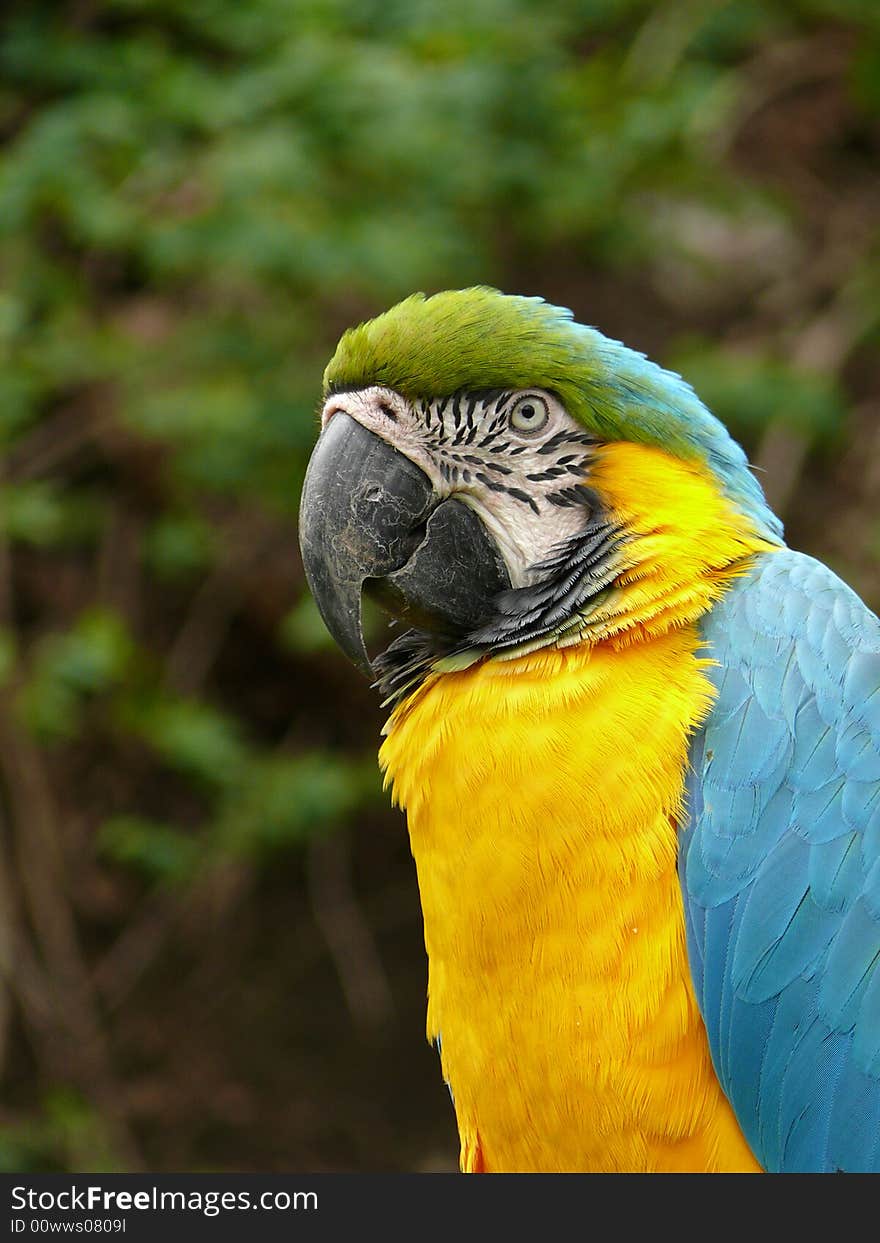 Portrait of blue and gold macaw in zoo Prague in Czech republic (Ara ararauna)