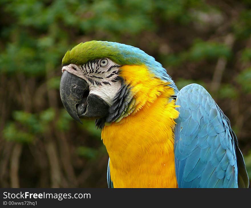 Portrait of blue and gold macaw in zoo Prague in Czech republic (Ara ararauna)