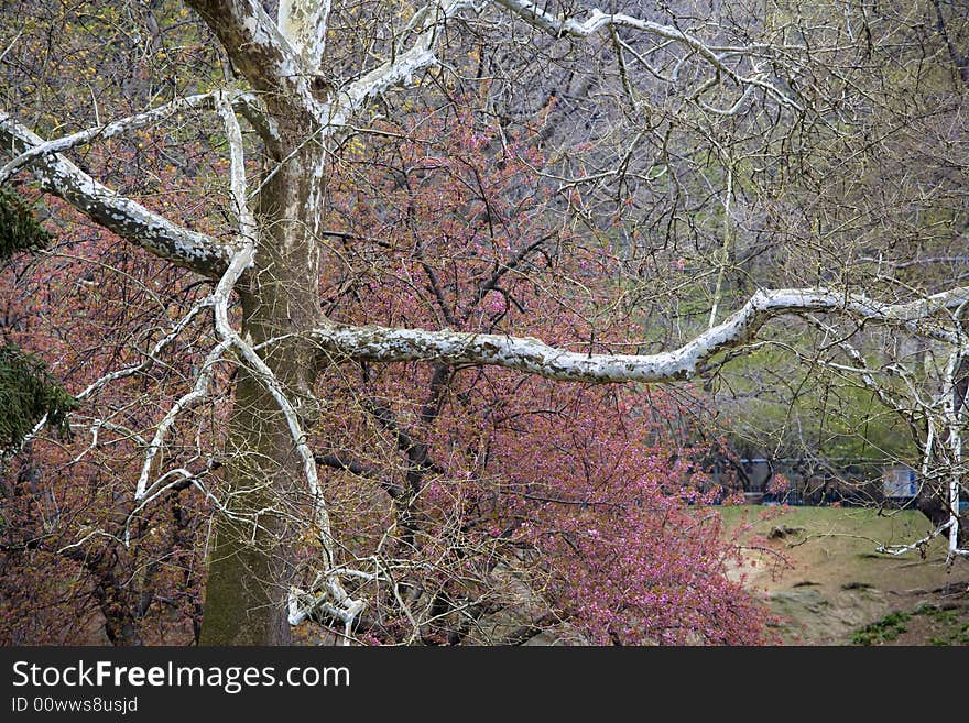 Spring in Central Park