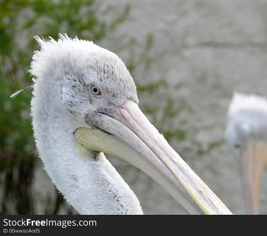 Head of pelican in zoo Dvur Kralove in czech republic