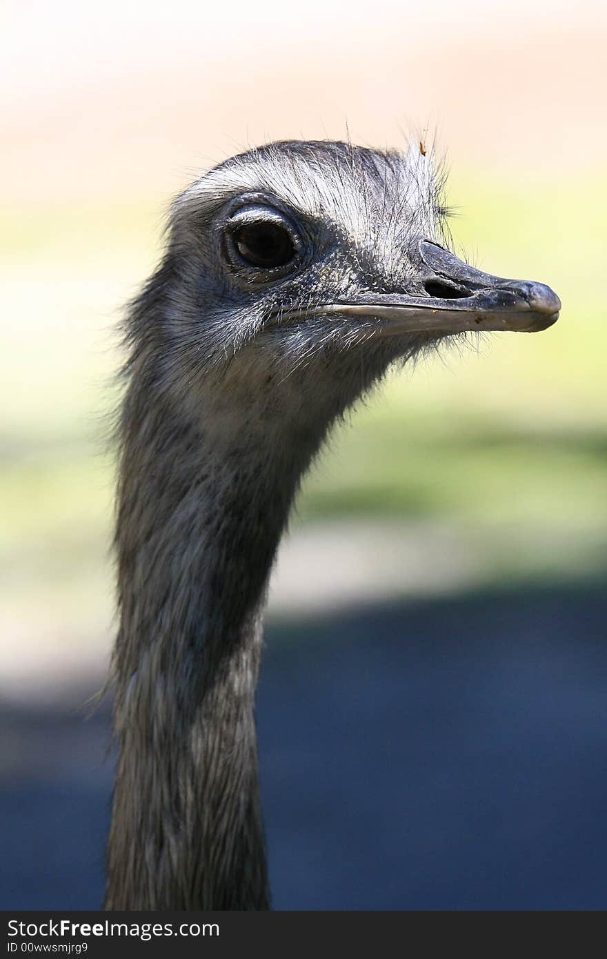 Nandu is a big bird like a ostrich