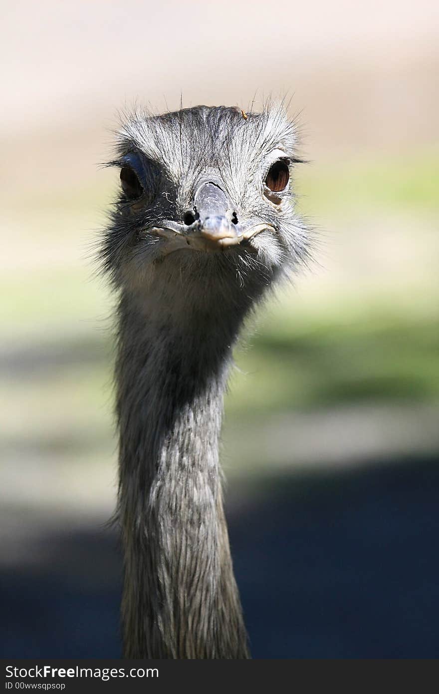 Nandu is a big bird like a ostrich