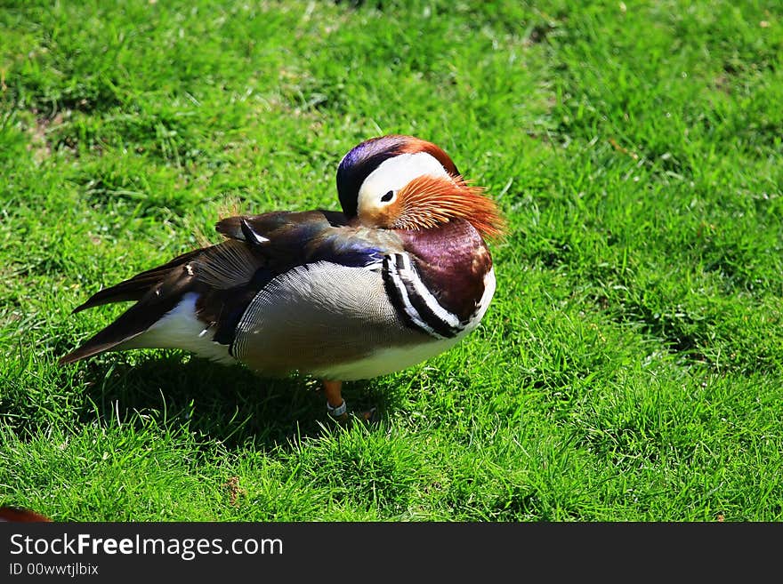 A mandarin duck sleeping in the sun