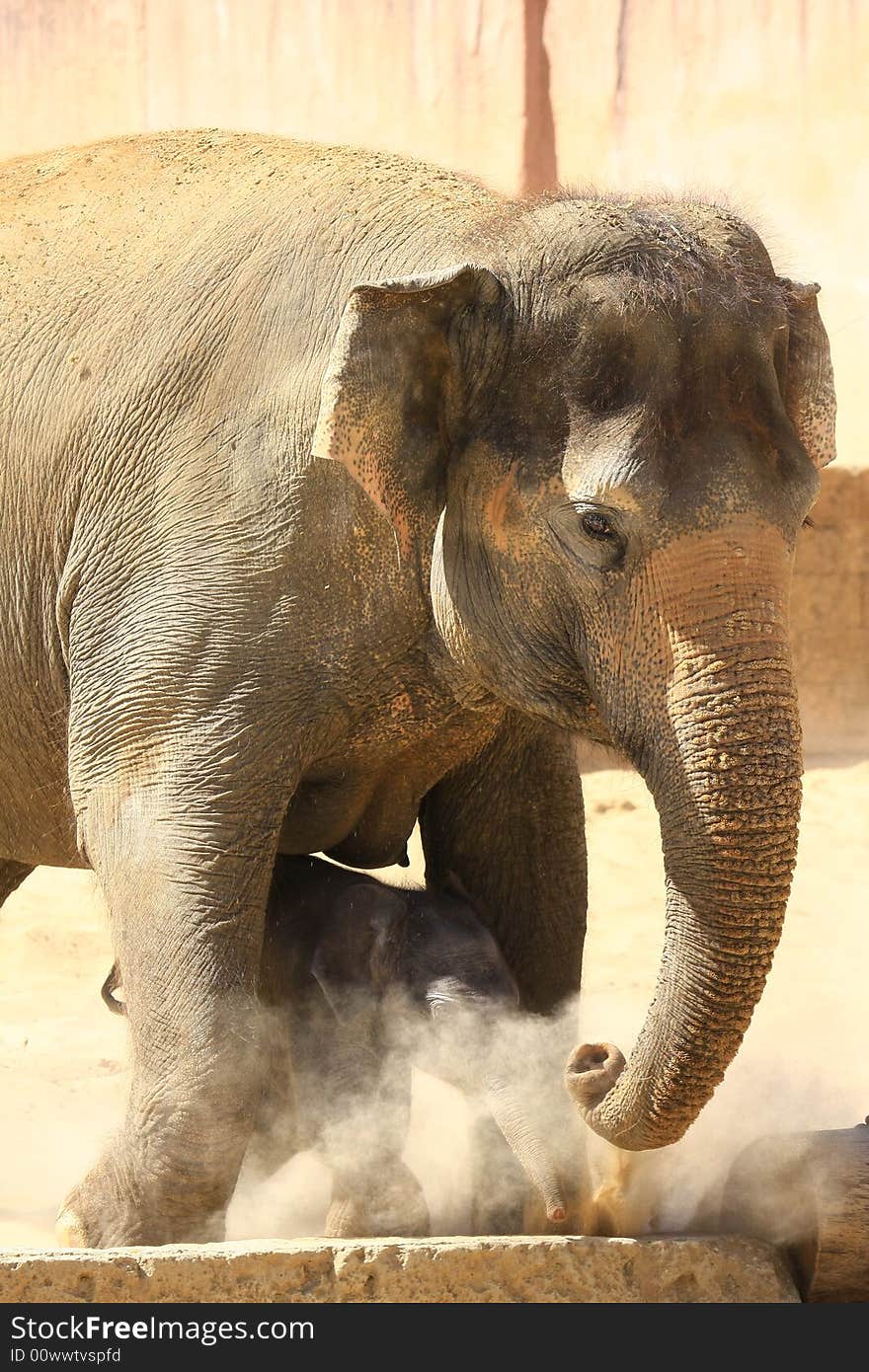 A new elefant baby with mother. A new elefant baby with mother