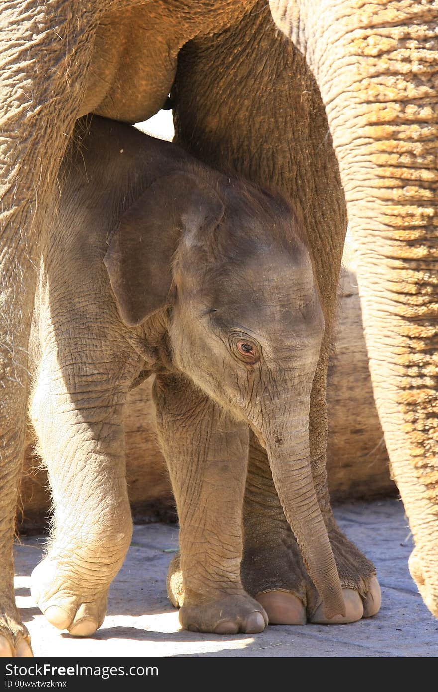 A new elefant baby with mother. A new elefant baby with mother