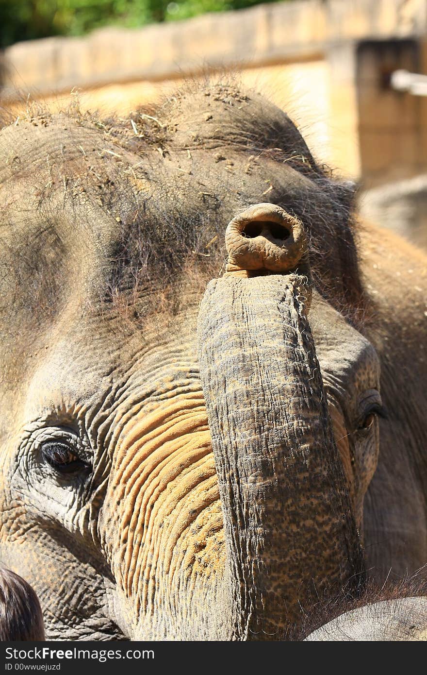 A elefant enjoys the sun. A elefant enjoys the sun