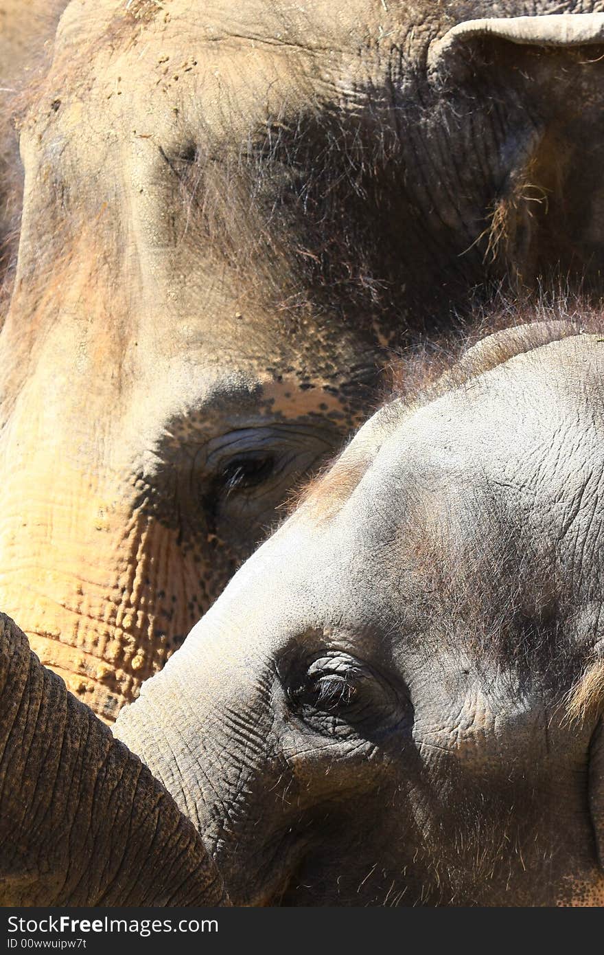 A new elefant baby with mother. A new elefant baby with mother