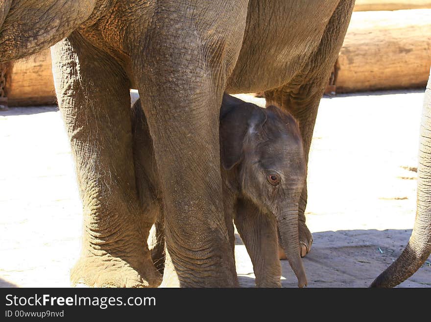 A new elefant baby with mother. A new elefant baby with mother