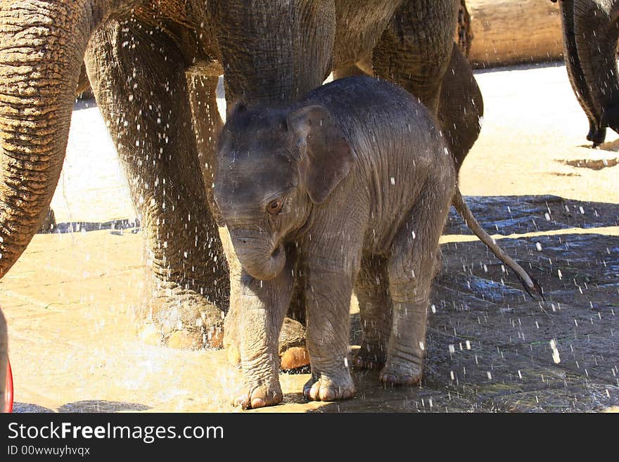 A new elefant baby with mother. A new elefant baby with mother