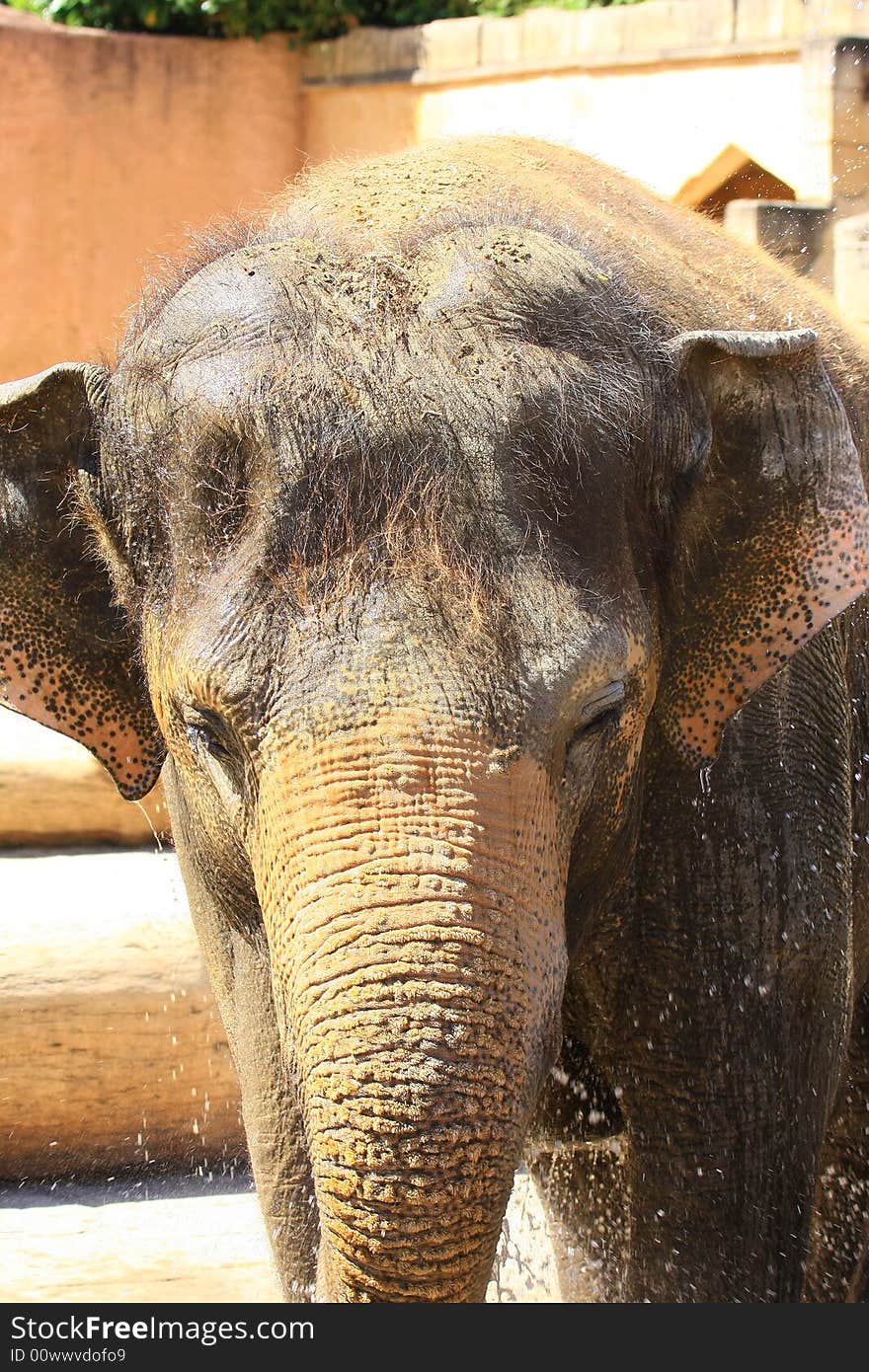 A elefant enjoys the sun. A elefant enjoys the sun