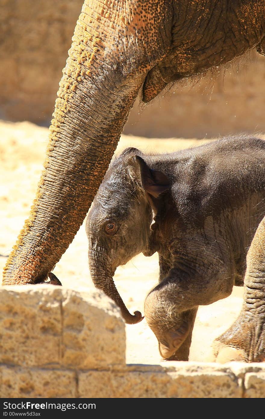 A new elefant baby with mother. A new elefant baby with mother