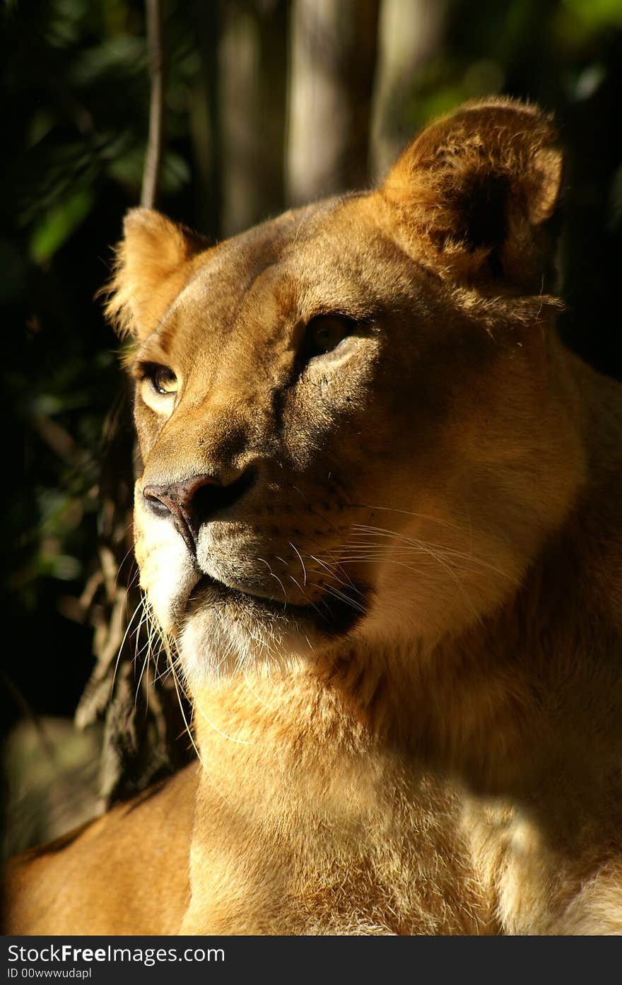 A lioness staring in the distance