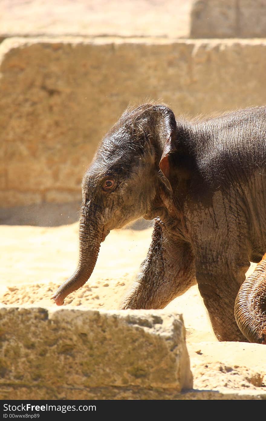 A new elefant baby with mother. A new elefant baby with mother