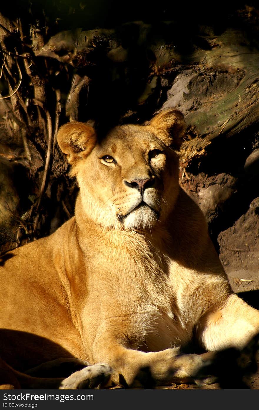 Close-up oif a proud lioness straing in the distance