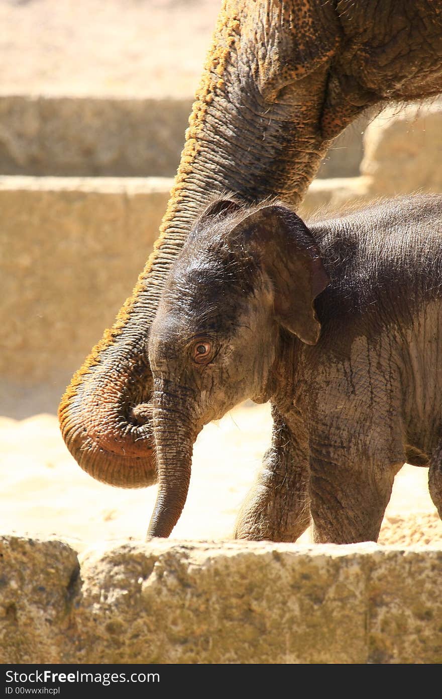 A new elefant baby with mother. A new elefant baby with mother