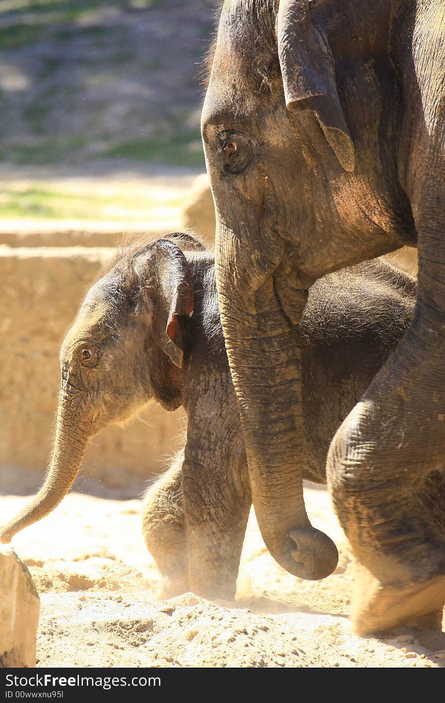 A new elefant baby with mother. A new elefant baby with mother