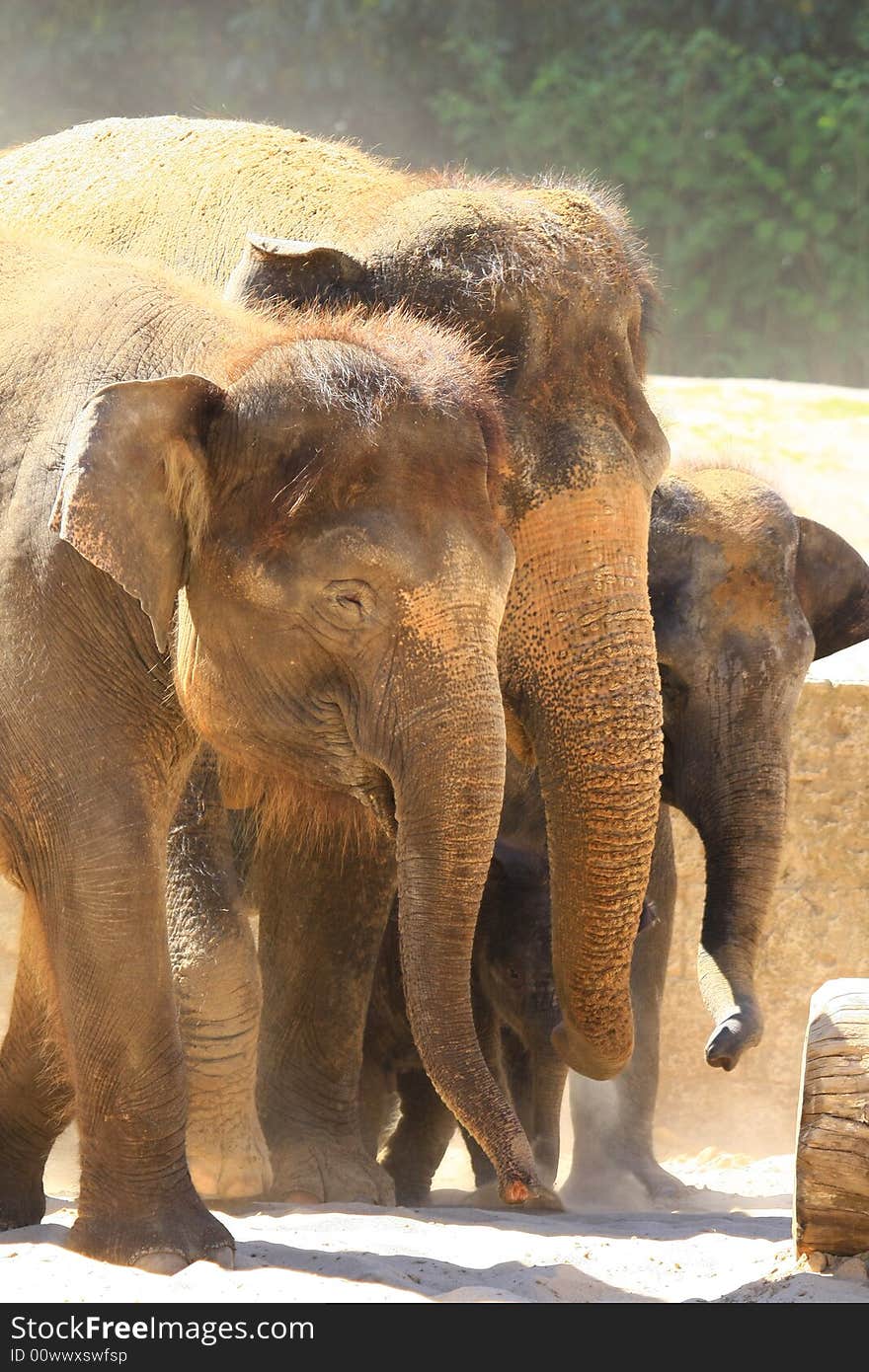 A new elefant baby with mother. A new elefant baby with mother