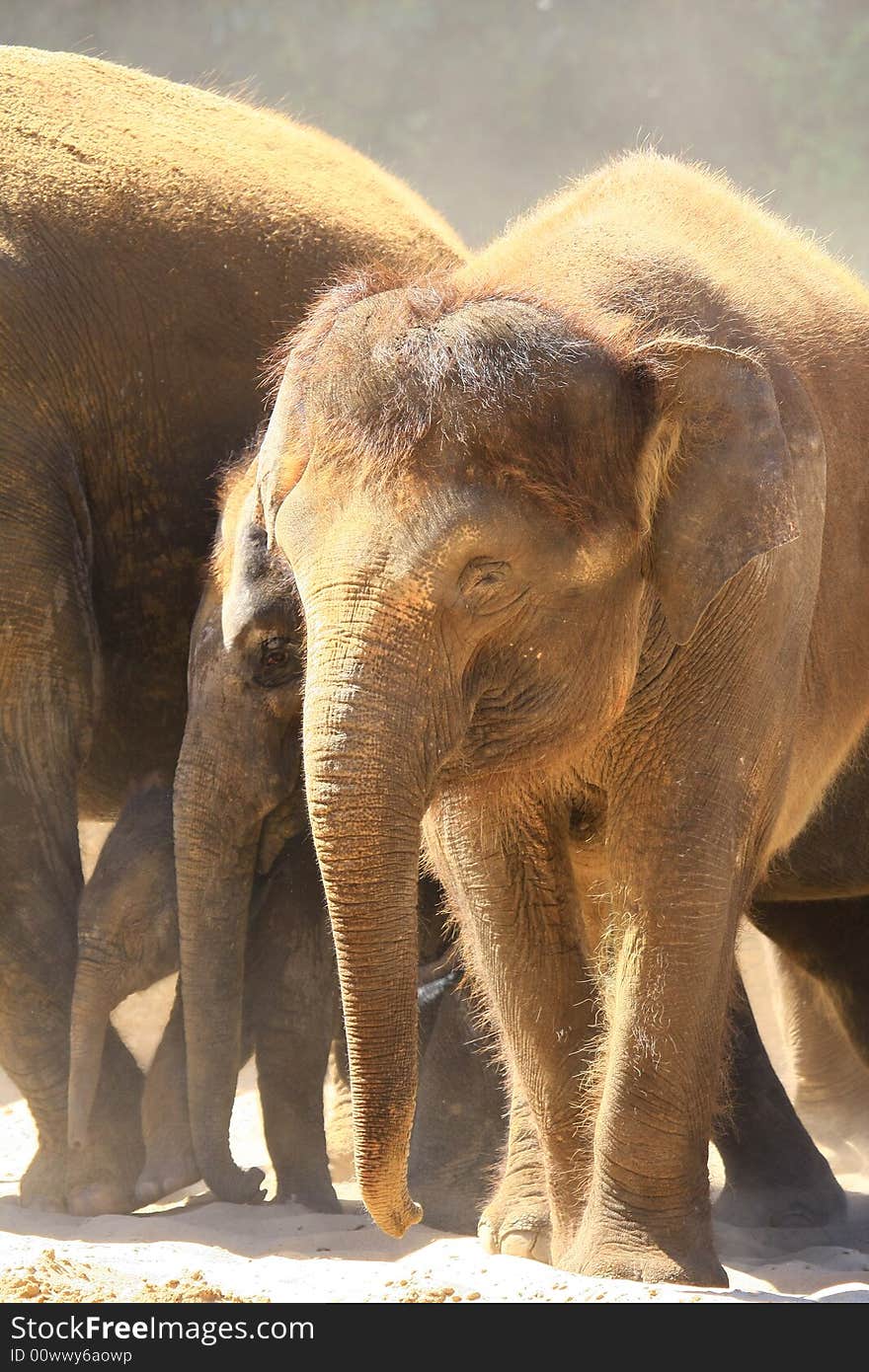 A new elefant baby with mother. A new elefant baby with mother