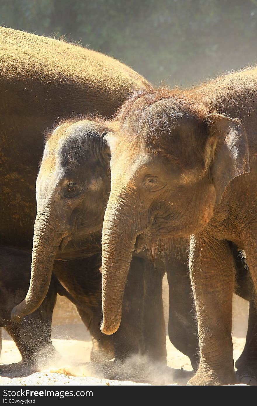 A group of elefants in the sun