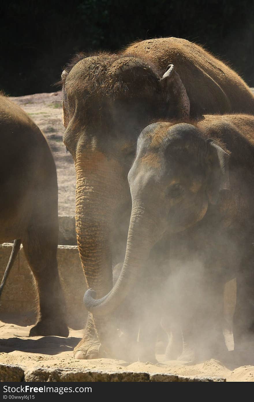 A new elefant baby with mother. A new elefant baby with mother