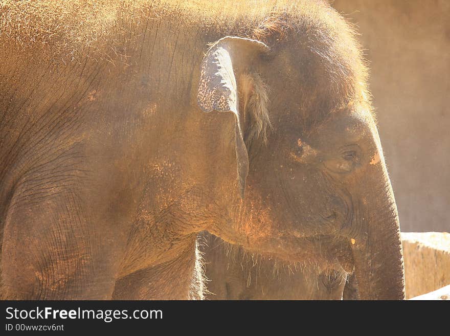 A group of elefants in the sun