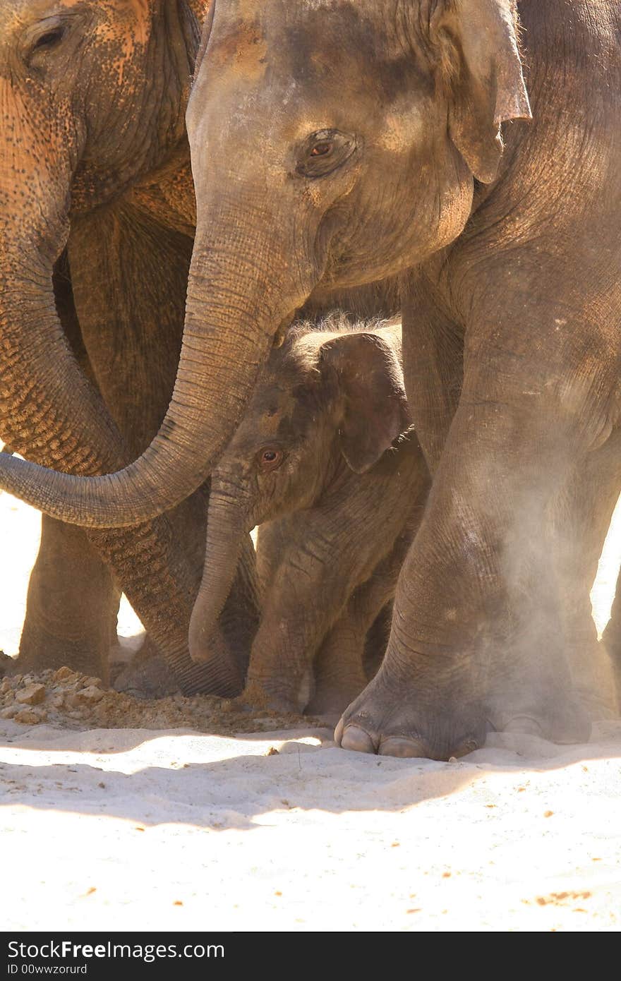 A new elefant baby with mother. A new elefant baby with mother