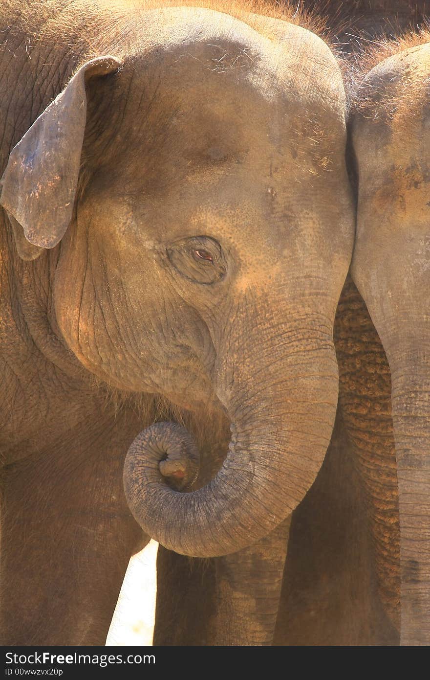 A new elefant baby with mother. A new elefant baby with mother