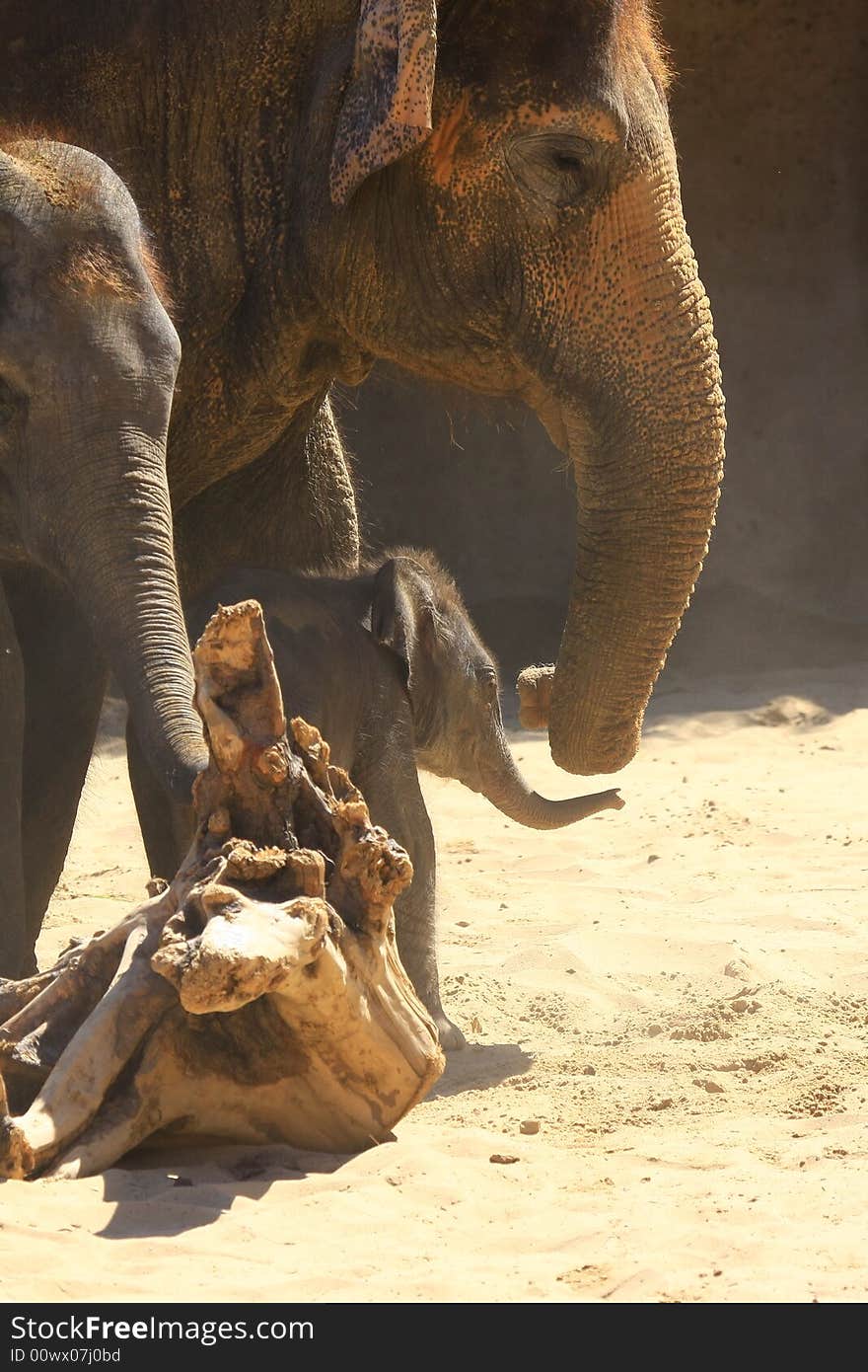 A new elefant baby with mother. A new elefant baby with mother