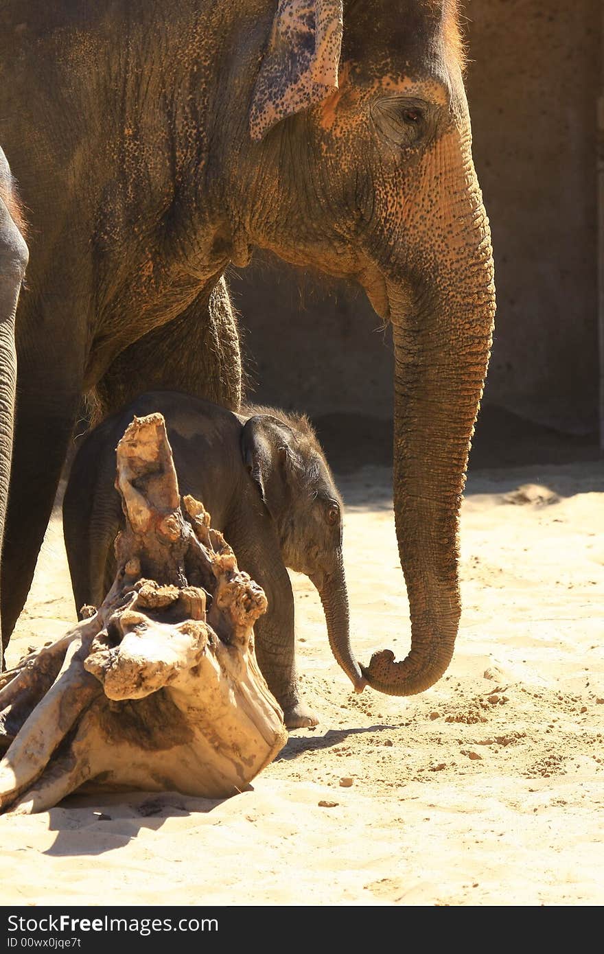 A new elefant baby with mother. A new elefant baby with mother